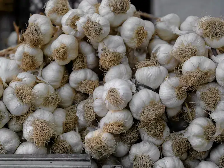 Rajasthan Garlic: Quality, Varieties and Export Basics