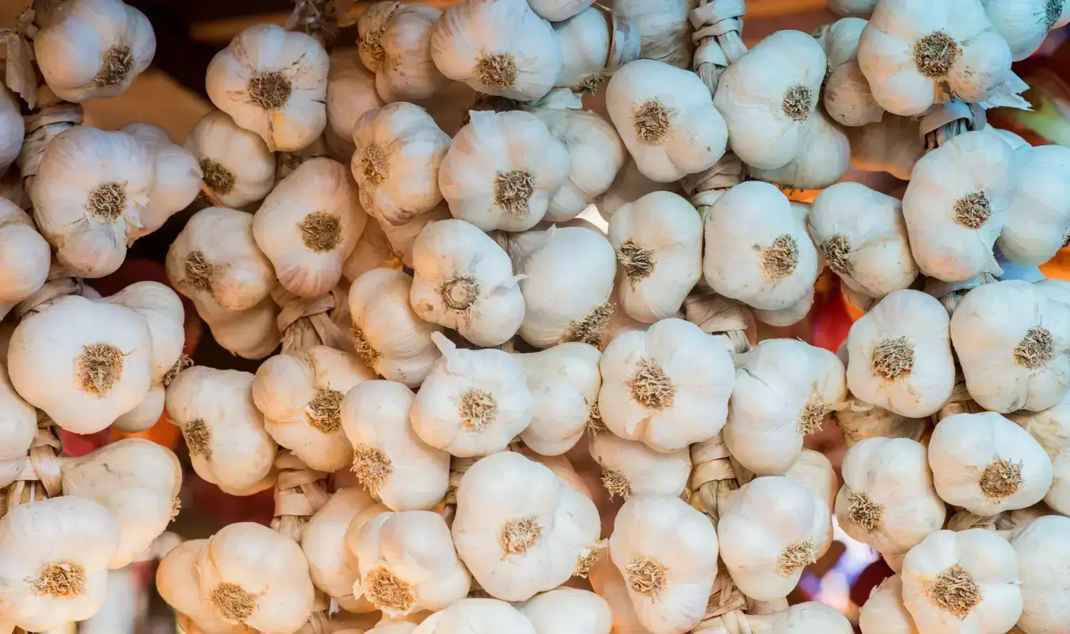 How to Import Fresh Garlic from Rajasthan